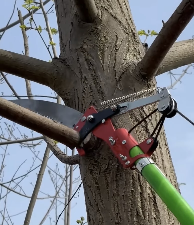 Tree Trimming & Pruning service in San Juan Capistrano, CA
